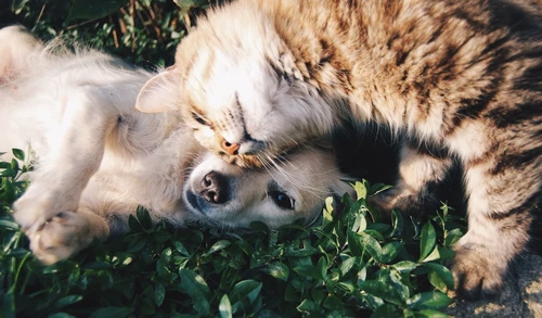 Dog enjoying preventive care benefits